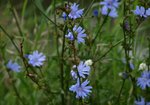 Cykoria podróżnik (Cichorium intybus). Autor: Hanna Żelichowska