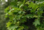 Klon zwyczajny (Acer platanoides). Autor: Hanna Żelichowska