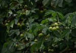 Kasztanowiec zwyczajny (Aesculus hippocastanum). Autor: Hanna Żelichowska