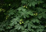 Kasztanowiec zwyczajny (Aesculus hippocastanum). Autor: Hanna Żelichowska