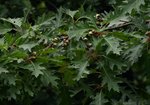Dąb czerwony (Quercus rubra). Autor: Hanna Żelichowska