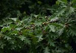 Dąb czerwony (Quercus rubra). Autor: Hanna Żelichowska