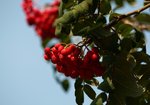 Jarząb pospolity (Sorbus aucuparia). Autor: Hanna Żelichowska