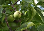 Orzech włoski (Juglans regia). Autor: Hanna Żelichowska