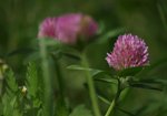 Koniczyna (Trifolium). Autor: Hanna Żelichowska