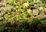 Porostnica wielokształtna (Marchantia polymorpha). Autor: Anna Krysiuk