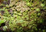 Porostnica wielokształtna (Marchantia polymorpha). Autor: Anna Krysiuk