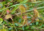 Rosiczka okrągłolistna (Drosera rotundifolia). Autor: Anna Krysiuk