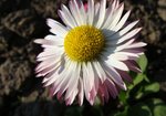 Stokrotka pospolita (Bellis perennis). Autor: Anna Krysiuk