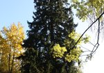 Świerk pospolity (Picea abies). Autor: Bartosz Denisewicz