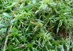 Torfowiec błotny(Sphagnum palustre). Autor: Anna Krysiuk