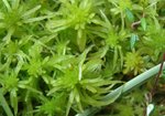 Torfowiec błotny (Sphagnum palustre). Autor: Anna Krysiuk