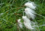 Wełnianka pochwowata (Eriophorum vaginatum). Autor: Anna Krysiuk