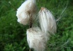 Wełnianka pochwowata (Eriophorum vaginatum). Autor: Anna Krysiuk