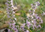 Wrzos zwyczajny (Calluna vulgaris). Autor: Anna Krysiuk