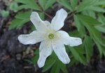 Zawilec gajowy (Anemone nemorosa). Autor: Anna Krysiuk