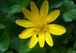 Ziarnopłon wiosenny (Ficaria verna). Autor: Anna Krysiuk