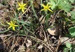 Złoć żółta (Gagea lutea). Autor: Anna Krysiuk