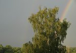 Brzoza brodawkowata (Betula pendula). Autor: Hanna Żelichowska