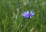 Chaber bławatek (Centaurea cyanus). Autor: Bartosz Denisewicz