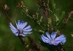 Cykoria podróżnik (Cichorium intybus). Autor: Hanna Żelichowska