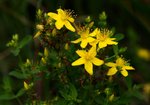 Dziurawiec (Hypericum perforatum). Autor: Hanna Żelichowska