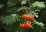 Jarząb pospolity (Sorbus aucuparia). Autor: Hanna Żelichowska