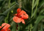 Mak polny (Papaver rhoeas). Autor: Hanna Żelichowska