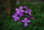 Miesiącznica roczna (Lunaria annua). Autor: Bartosz Denisewicz