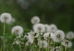 Mniszek lekarski (Taraxacum officinale). Autor: Hanna Żelichowska