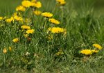 Mniszek lekarski (Taraxacum officinale). Autor: Hanna Żelichowska