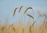 Pszenica (Triticum aestivum). Autor: Hanna Żelichowska