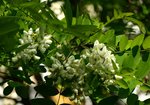Robinia (Robinia pseudoacacia). Autor: Hanna Żelichowska