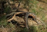 sosna zwyczajna (Pinus sylvestris). Autor: Hanna Żelichowska