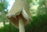 Czubajeczka (Lepiota). Anna Krysiuk