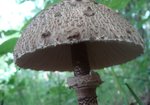 Czubajka kania (Macrolepiota procera). Autor: Anna Krysiuk