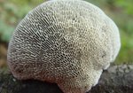 Gmatwica chropowata (Daedaleopsis confragosa). Autor: Anna Krysiuk