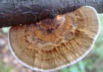 Gmatwica chropowata (Daedaleopsis confragosa). Autor: Anna Krysiuk