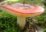 Gołąbek (Russula). Autor: Anna Krysiuk