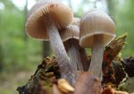 Grzybówka rdzawoplamista  (Mycena zephirus). Autor: Anna Krysiuk