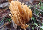 Koralówka (Ramaria). Autor: Anna Krysiuk