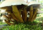 Łysiczka trująca (Hypholoma fasciculare). Autor: Anna Krysiuk