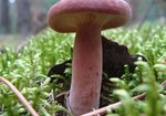 Mleczaj rudy (Lactarius rufus). Autor: Anna Krysiuk