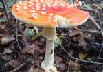 Muchomor czerwony (Amanita muscaria). Autor: Anna Krysiuk