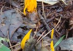 Pięknoróg największy (Calocera viscosa). Autor: Anna Krysiuk