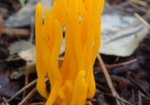 Pięknoróg największy (Calocera viscosa). Autor: Anna Krysiuk