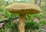 Podgrzybek (Xerocomus). Autor: Anna Krysiuk