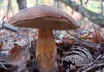 Podgrzybek brunatny (Xerocomus badius). Autor: Anna Krysiuk