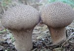Purchawka chropowata (Lycoperdon perlatum). Autor: Anna Krysiuk