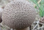 Purchawka chropowata (Lycoperdon perlatum). Autor: Anna Krysiuk